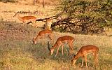 TANZANIA - Serengeti National Park - Lobo - 07